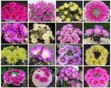 30 Mammillaria Mix Seeds - Seed World