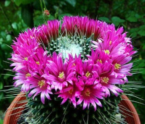 30 Mammillaria Mix Seeds - Seed World