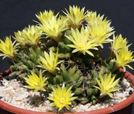 30 Mammillaria Mix Seeds - Seed World