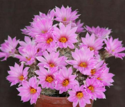 30 Mammillaria Mix Seeds - Seed World