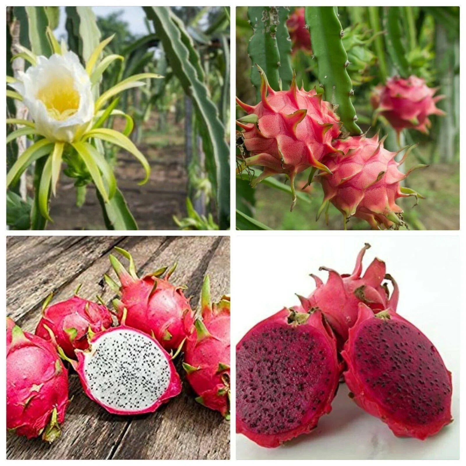 30 Mix Dragon Fruit Seeds - Seed World