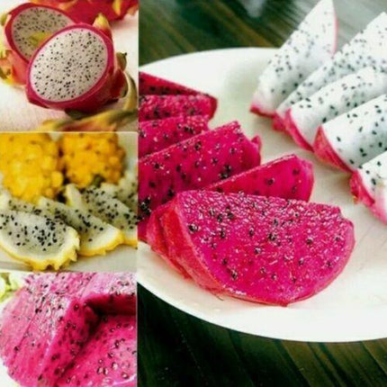 30 Mix Dragon Fruit Seeds - Seed World