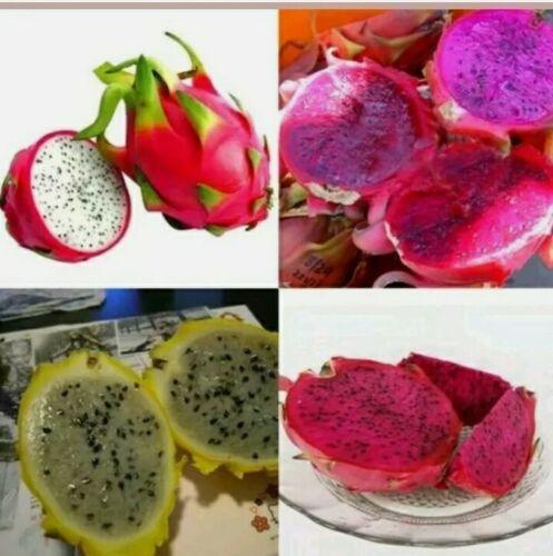 30 Mix Dragon Fruit Seeds - Seed World