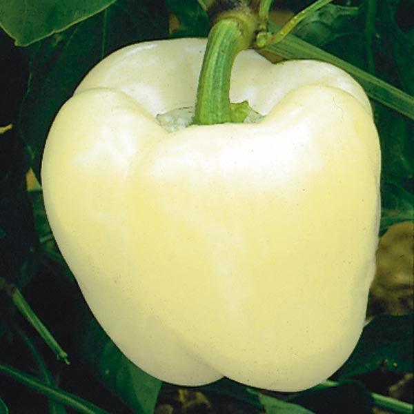 30 Mixed Bell Pepper Seeds - Seed World