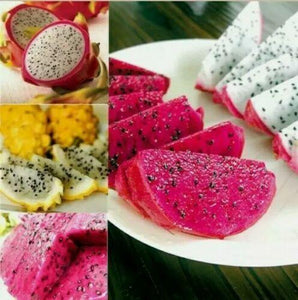 30 Mixed Dragon Fruit Seeds - Seed World