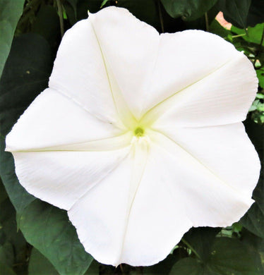 30 Moonflower Seeds - Seed World