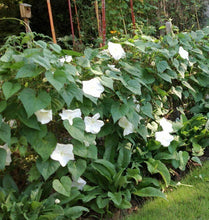 30 Moonflower Seeds - Seed World