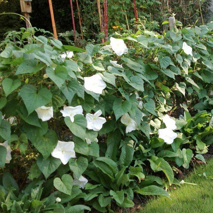 30 Moonflower Seeds - Seed World