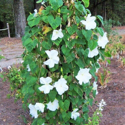 30 Moonflower Seeds - Seed World