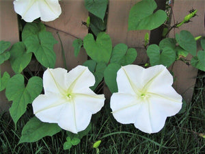 30 Moonflower Seeds - Seed World