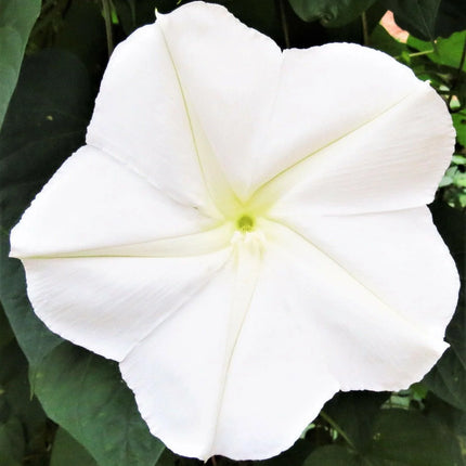 30 Moonflower Seeds - Seed World