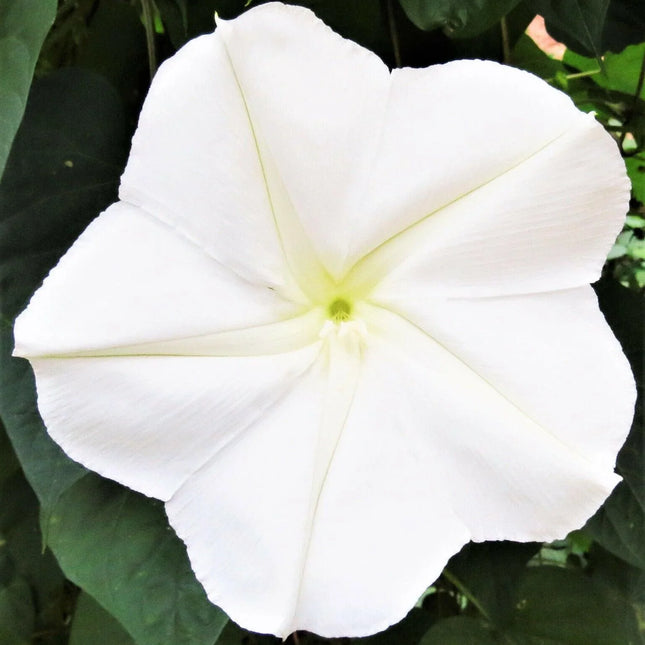 30 Moonflower Seeds - Seed World