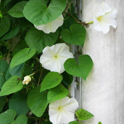 30 Moonflower Seeds - Seed World