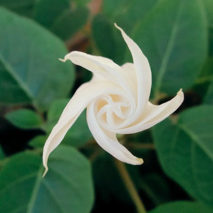 30 Moonflower Seeds - Seed World