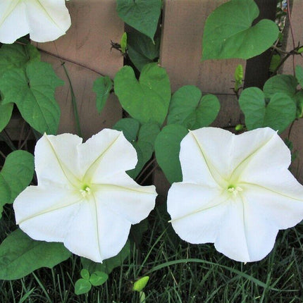30 Moonflower Seeds - Seed World