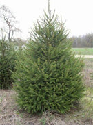 30 Norway Spruce Picea Abies Seeds - Seed World