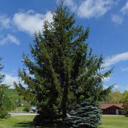 30 Norway Spruce Picea Abies Seeds - Seed World