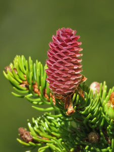 30 Norway Spruce Picea Abies Seeds - Seed World