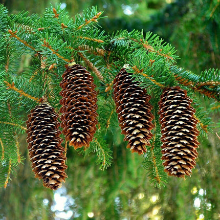 30 Norway Spruce Picea Abies Seeds - Seed World