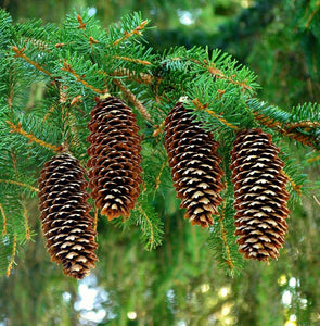 30 Norway Spruce Picea Abies Seeds - Seed World