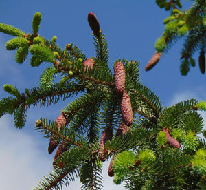 30 Norway Spruce Picea Abies Seeds - Seed World