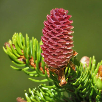 30 Norway Spruce Picea Abies Seeds - Seed World