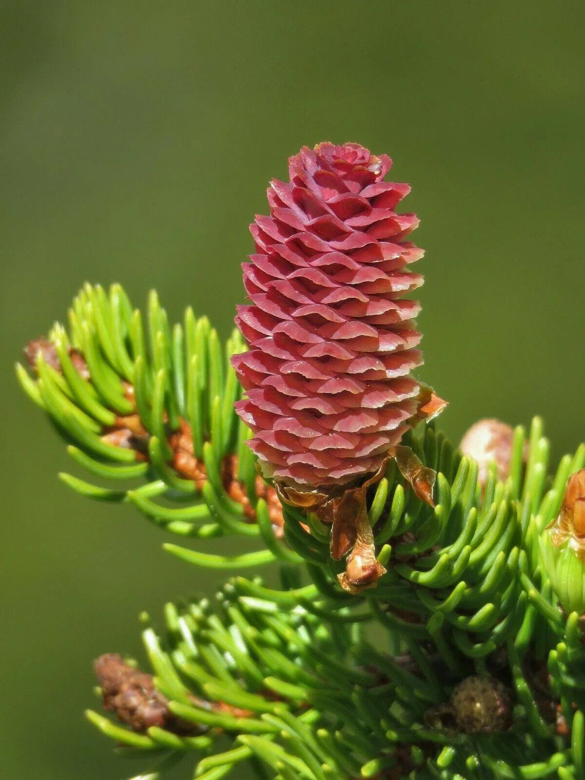30 Norway Spruce Picea Abies Seeds - Seed World