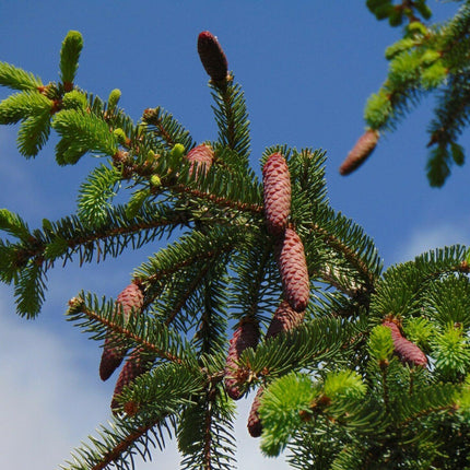 30 Norway Spruce Picea Abies Seeds - Seed World