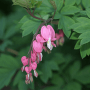 30 Organic Bleeding Heart Flower Seeds - Seed World