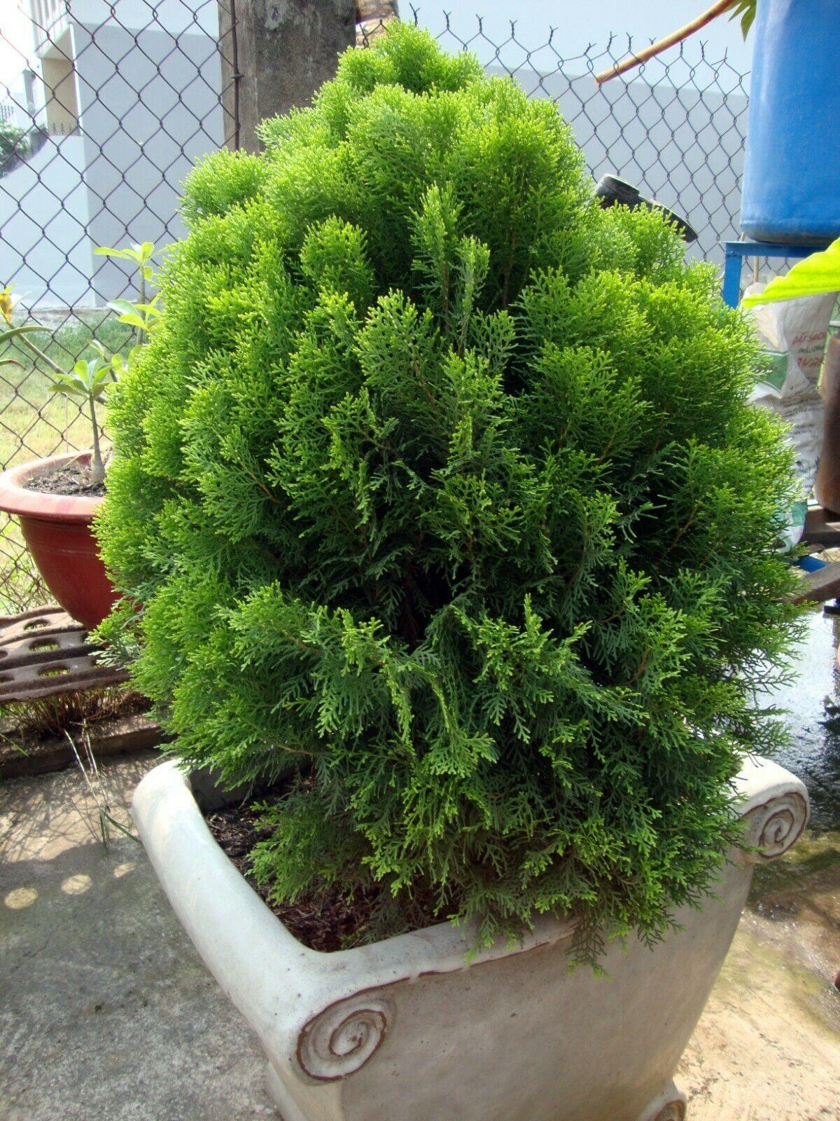 30 Oriental Arborviate (Platycladus orientalis) Seeds - Seed World