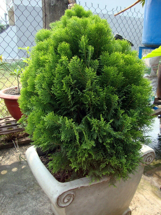 30 Oriental Arborviate (Platycladus orientalis) Seeds - Seed World