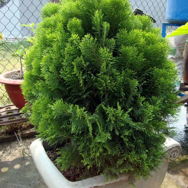 30 Oriental Arborviate (Platycladus orientalis) Seeds - Seed World