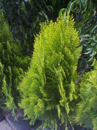 30 Oriental Arborviate (Platycladus orientalis) Seeds - Seed World