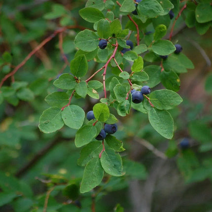 30 Oval Leaf Huckleberry | Vaccinium Ovalifolium Seeds - Seed World