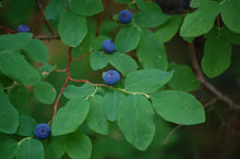 30 Oval Leaf Huckleberry | Vaccinium Ovalifolium Seeds - Seed World