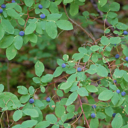 30 Oval Leaf Huckleberry | Vaccinium Ovalifolium Seeds - Seed World