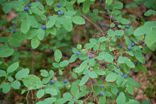 30 Oval Leaf Huckleberry | Vaccinium Ovalifolium Seeds - Seed World