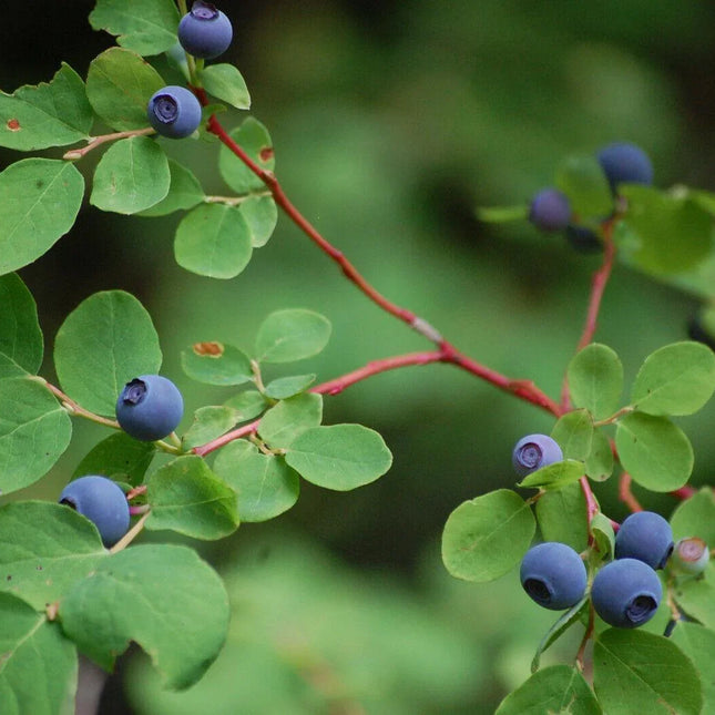 30 Oval Leaf Huckleberry | Vaccinium Ovalifolium Seeds - Seed World