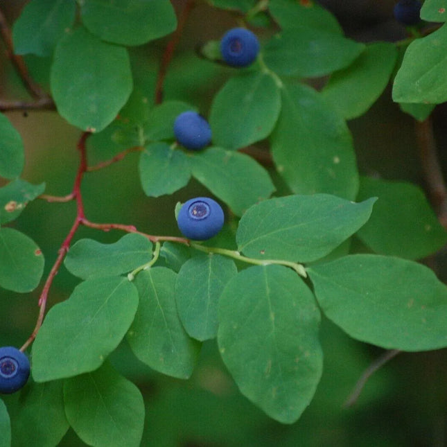 30 Oval Leaf Huckleberry | Vaccinium Ovalifolium Seeds - Seed World