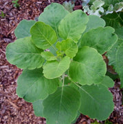 30 Papalo Herb Seeds - (Porophyllum Ruderale) Aromatic - Seed World