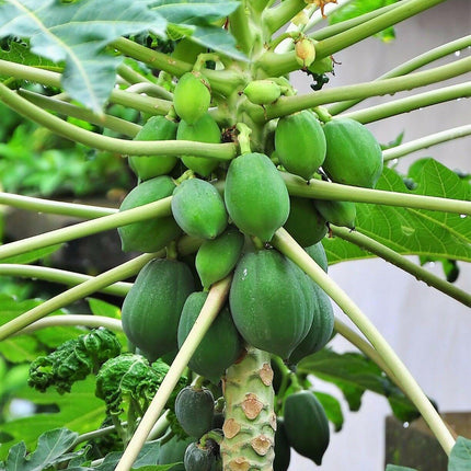 30 Papaya Fruit Tree | Carica Papaya Seeds - Seed World