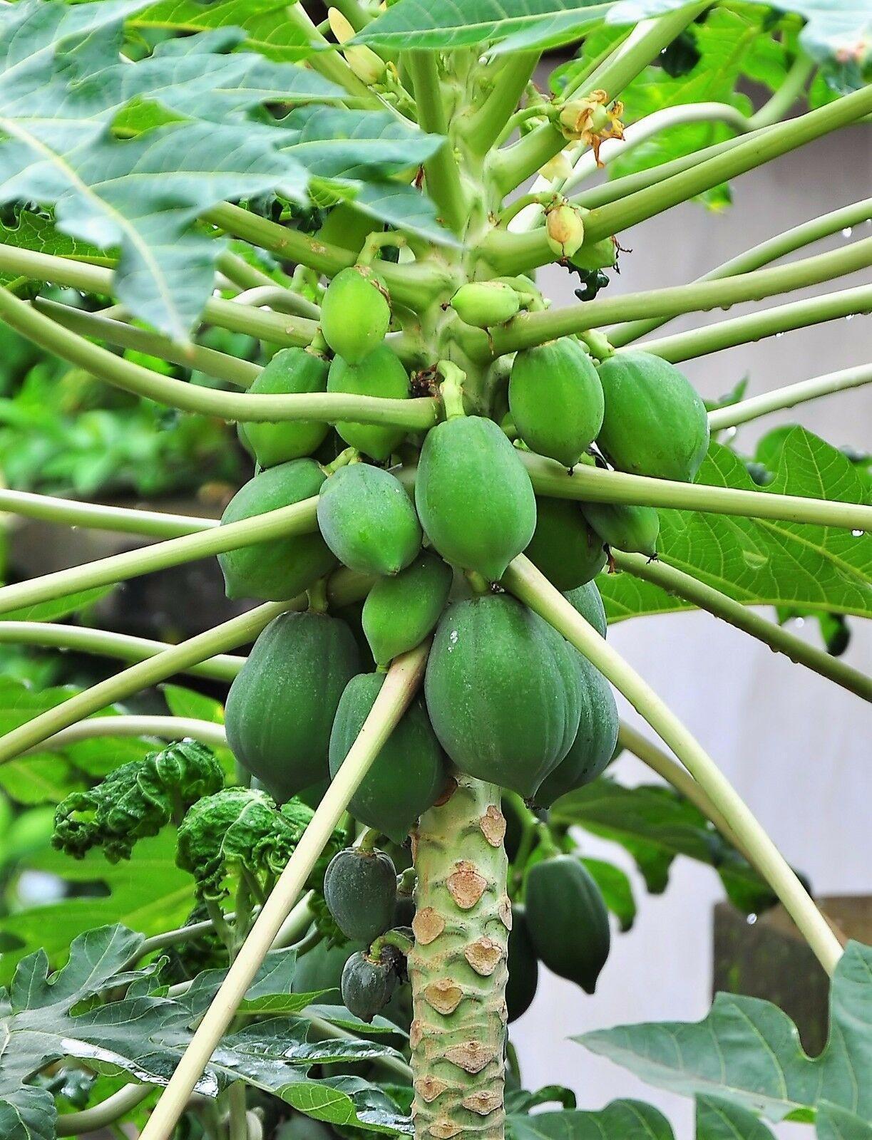 30 Papaya Fruit Tree | Carica Papaya Seeds - Seed World