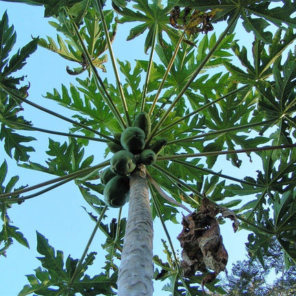 30 Papaya Fruit Tree | Carica Papaya Seeds - Seed World