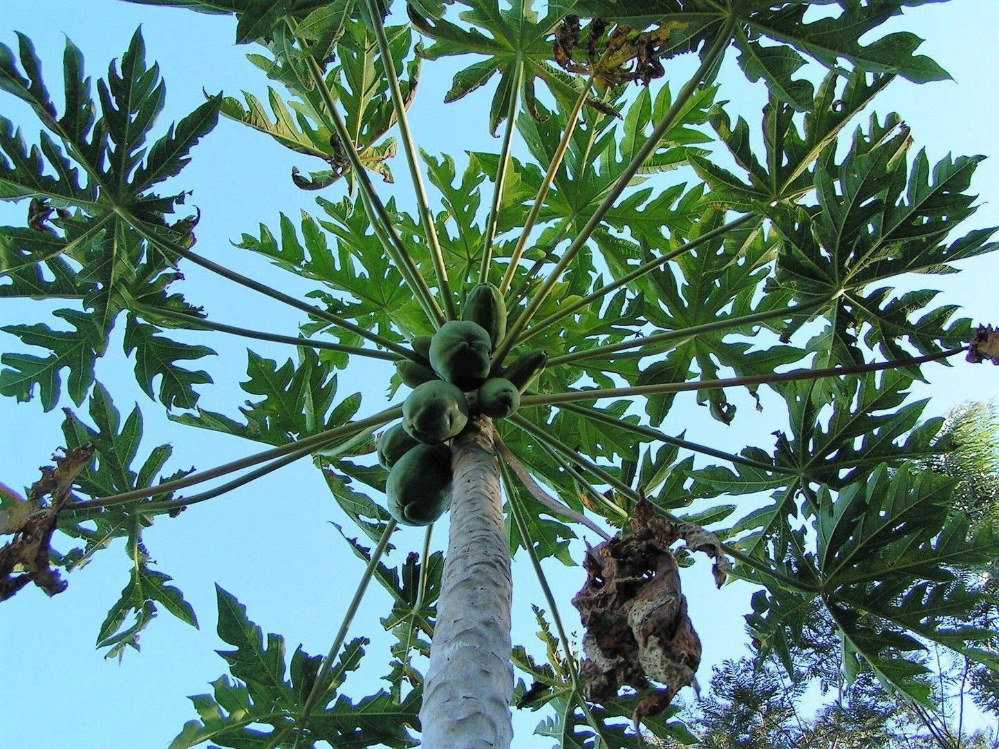 30 Papaya Fruit Tree | Carica Papaya Seeds - Seed World