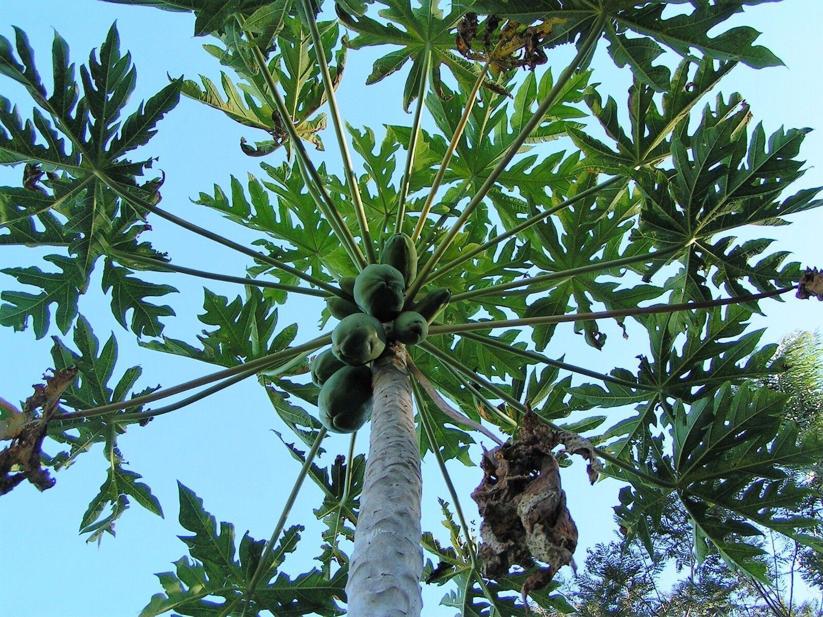 30 Papaya Fruit Tree | Carica Papaya Seeds - Seed World