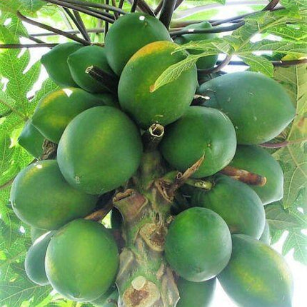 30 Papaya Fruit Tree | Carica Papaya Seeds - Seed World