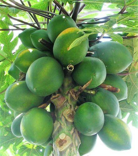 30 Papaya Fruit Tree | Carica Papaya Seeds - Seed World
