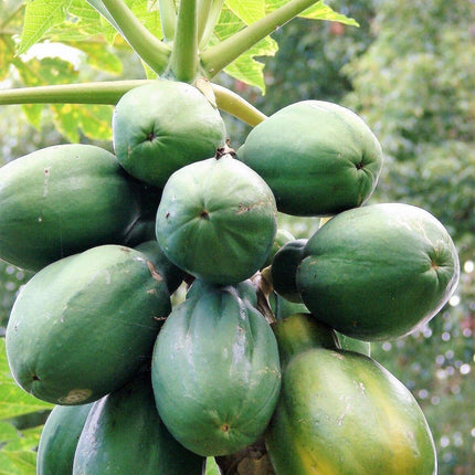 30 Papaya Fruit Tree | Carica Papaya Seeds - Seed World