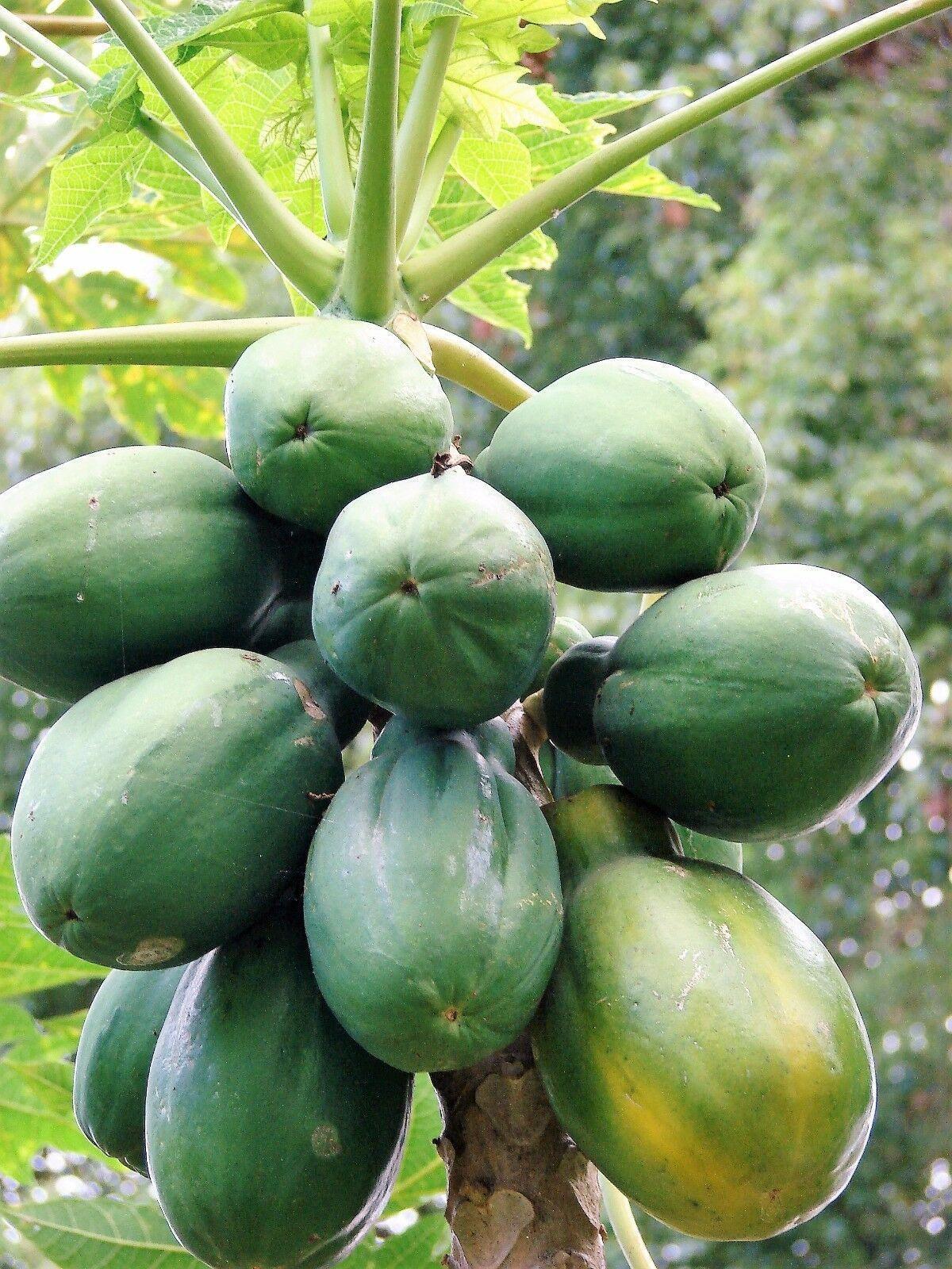 30 Papaya Fruit Tree | Carica Papaya Seeds - Seed World