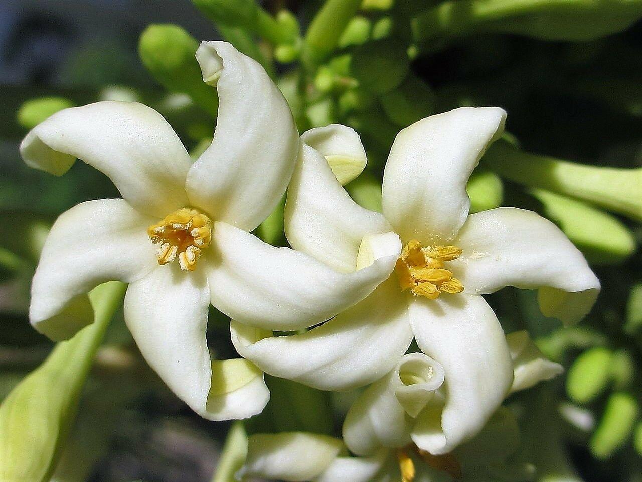 30 Papaya Fruit Tree | Carica Papaya Seeds - Seed World